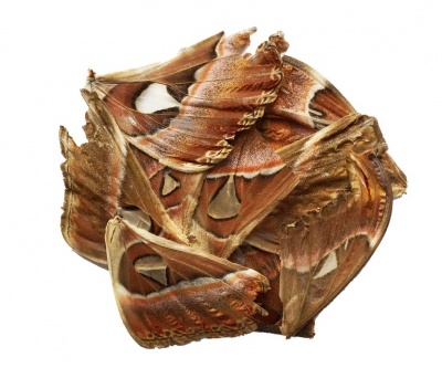 10 Atlas Moth Wings (SCRAP)