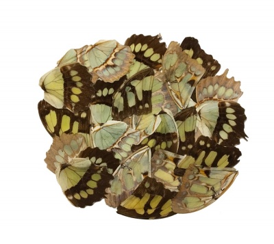 25 MALACHITE WINGS 2ND'2