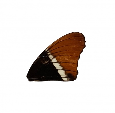 SIPROETA EPAPHUS FRONT WING
