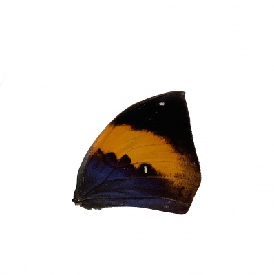KALIMA SP FRONT WING