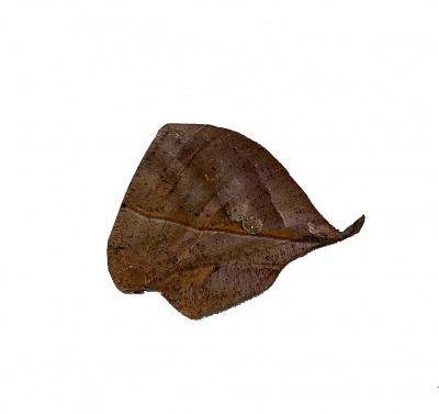 KALIMA SP HIND WING