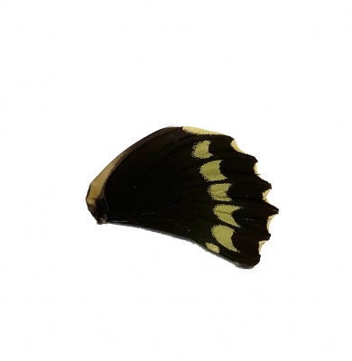 BATTUS POLYDAMAS HIND WING