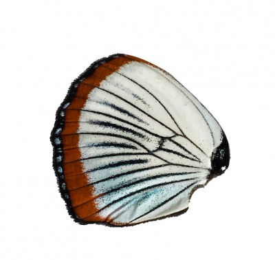 Hypolimnius Usambara Hind Wing