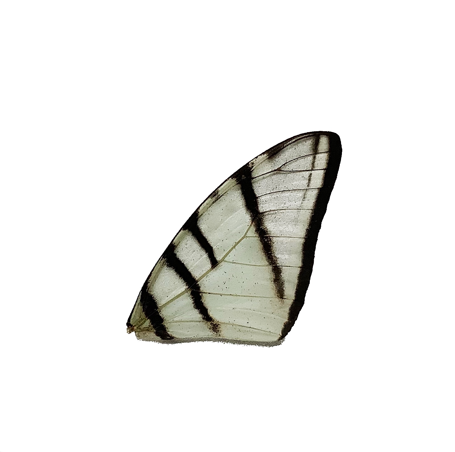 EURYTIDS SP FRONT WING