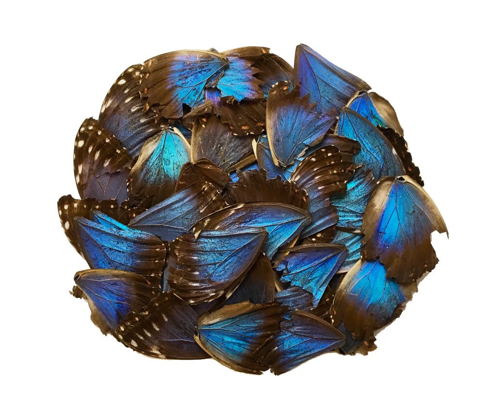 25 MORPHO WINGS (SCRAP)