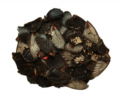 50 PAPILLIO MEMNON WINGS (SCRAP)