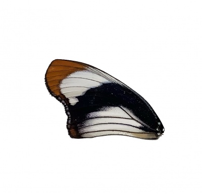 Hypolimnius Usambara Front Wing