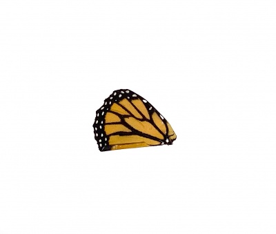 DANAUS PLEXIPPUS HIND WING