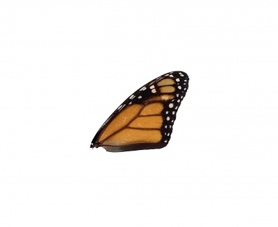 DANAUS PLEXIPPUS FRONT WING