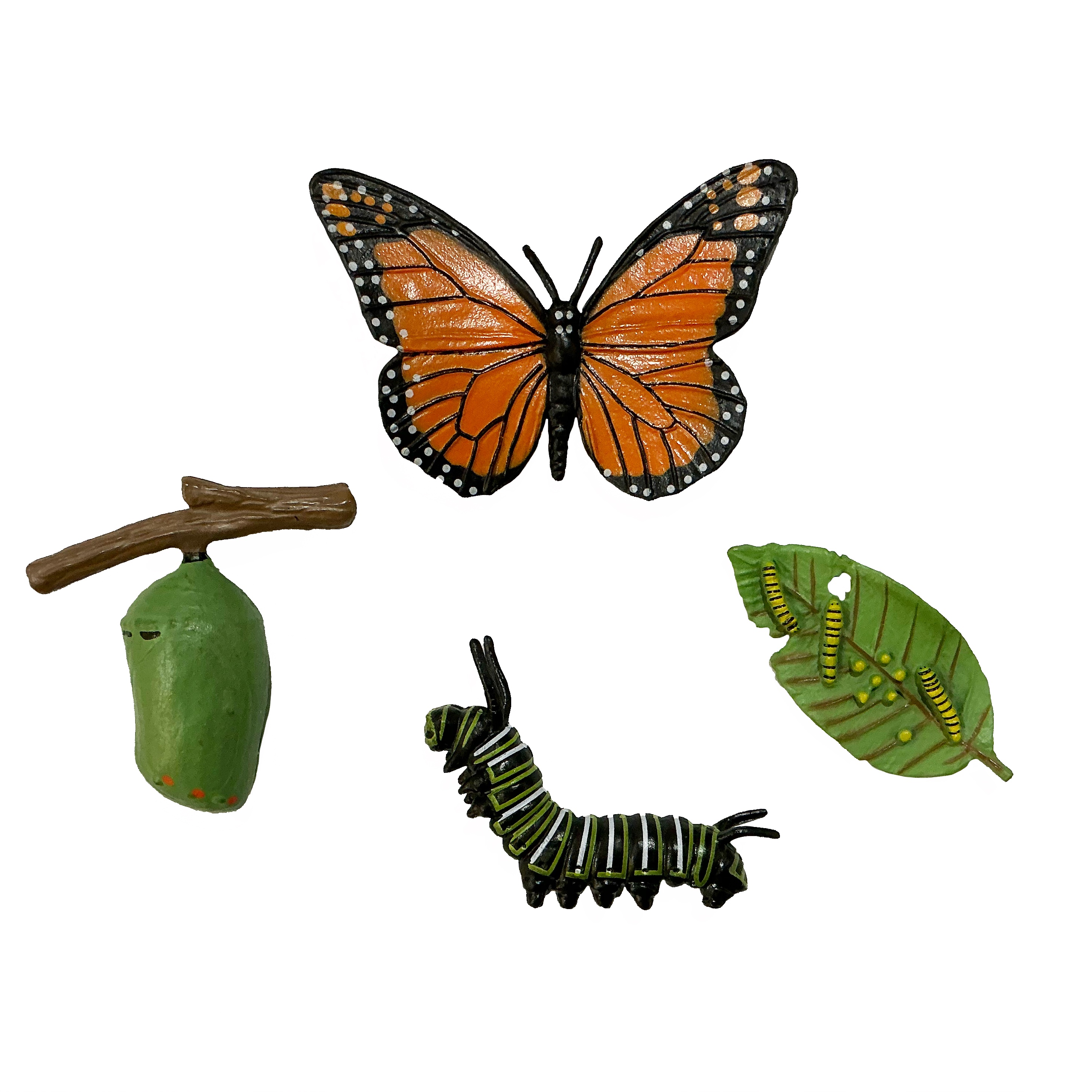 Butfly Butterfly Life Cycle - luke@thebutterflygardener.co.uk
